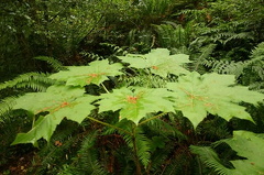 Maple Leaves