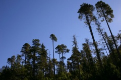 Forests