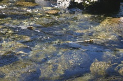 Spawning Salmon
