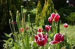 Community Flowers