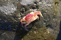 Crab