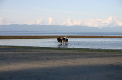 Horseback Riding