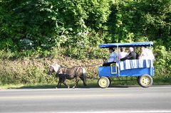 Pony Rides