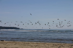 Seagulls