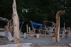 Driftwood Logs