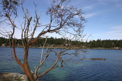 Arbutus Tree