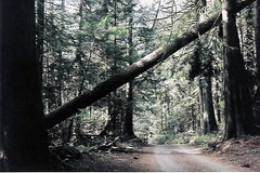 Dirt Road