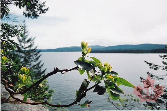 Arbutus Trees