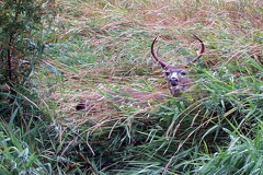 Peek-a-boo Deer
