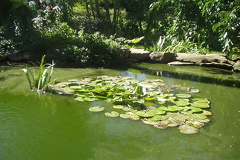 Frog Pond