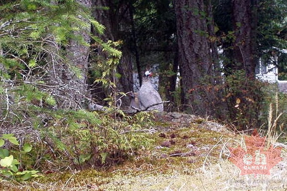 Grouse