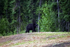 Black Bear Sighting