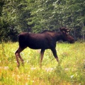 Moose Sighting