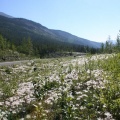 Wild Flowers