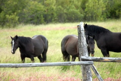 Horses