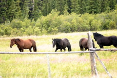 Herd of Horses