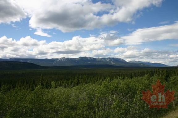 Forests
