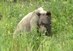 Grizzly Bear