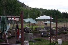 sled-dogs 001.jpg