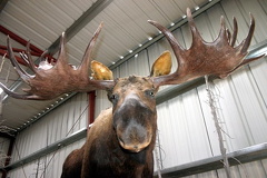 Moose