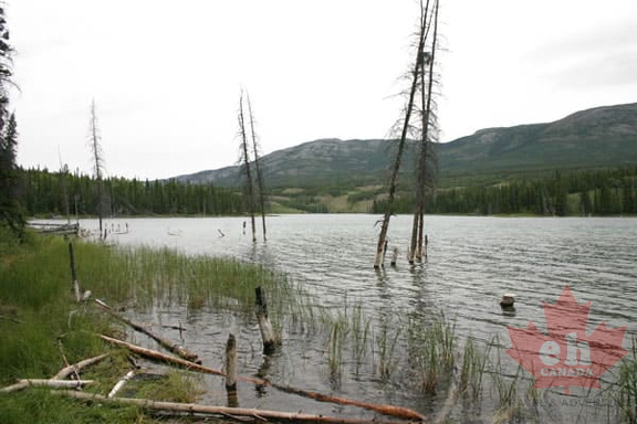 Sunken Trees