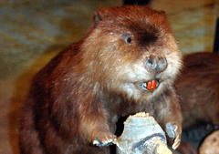 Beaver