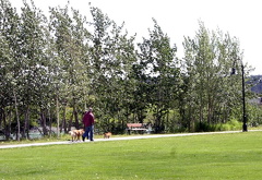 Dog Walking