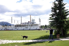 Dog Walking