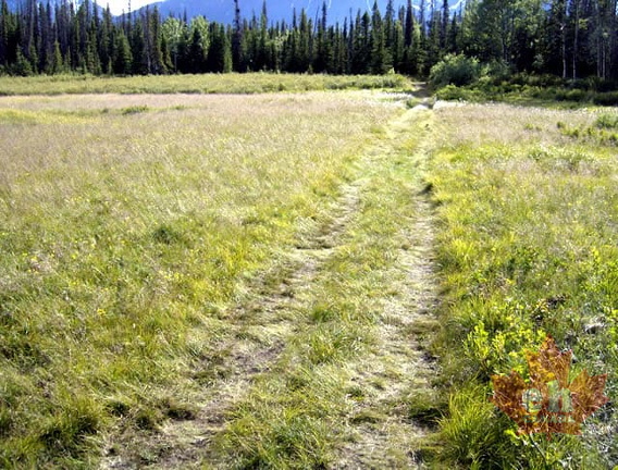 Wagon Tracks