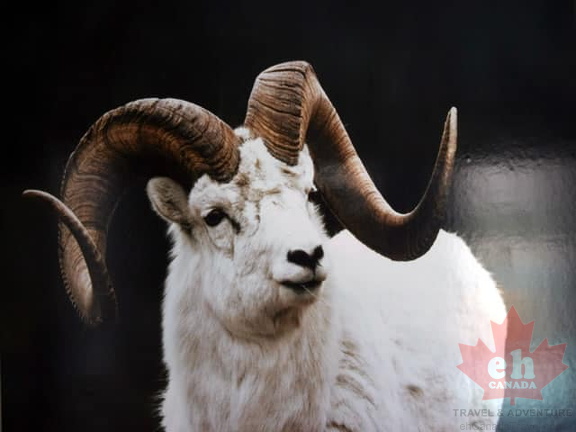 Dall Sheep