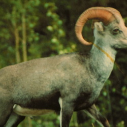 Mt. Mye Sheep Centre