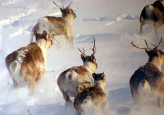 Caribou