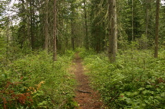 trail 001