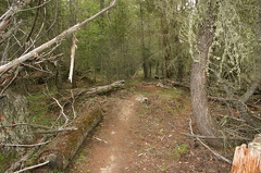 lower mtn trails 004