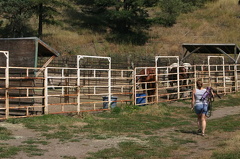 horses 003