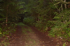 trail 003