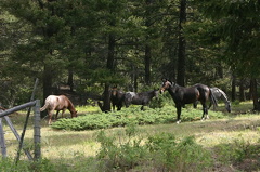 horses 001