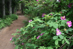 trail20090707 58