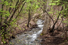 Creek on Trail