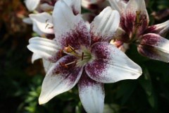 flowers-02