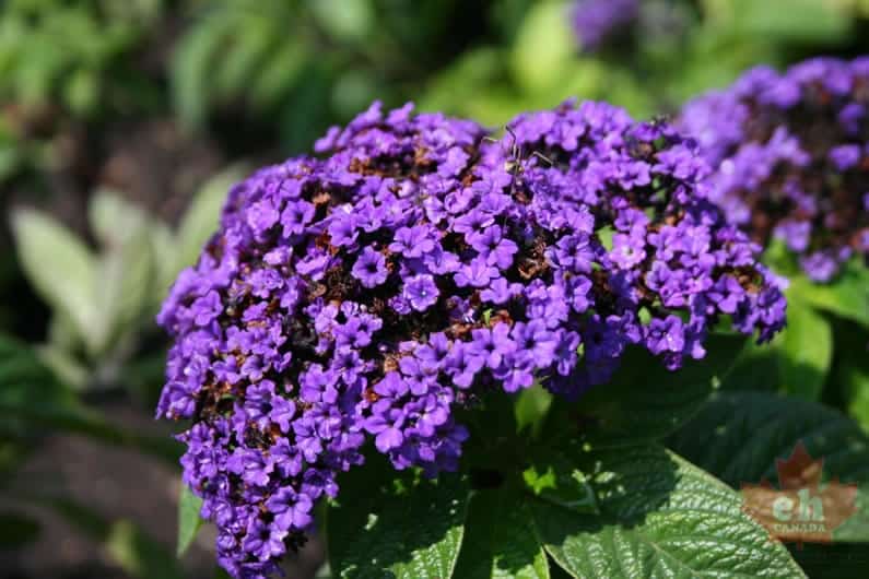 flowers-94
