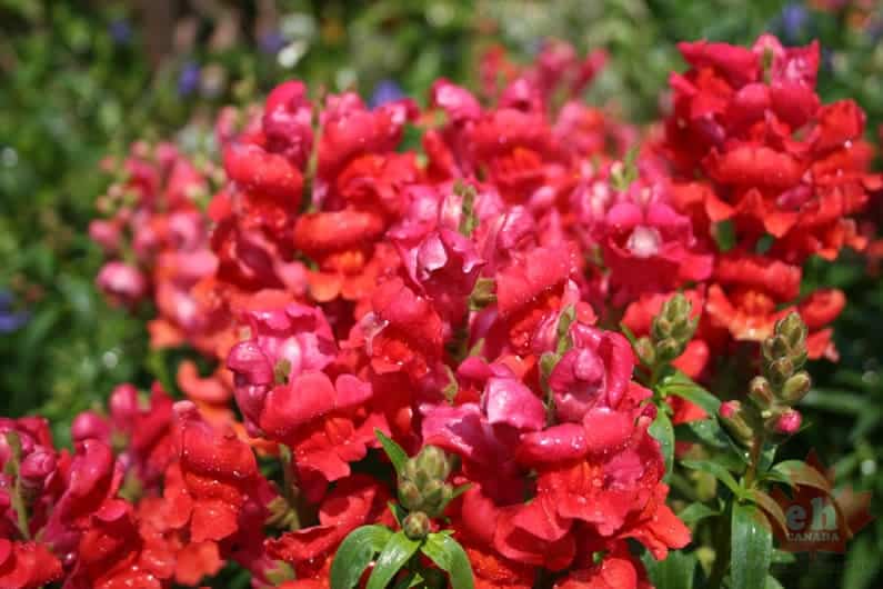 flowers-96