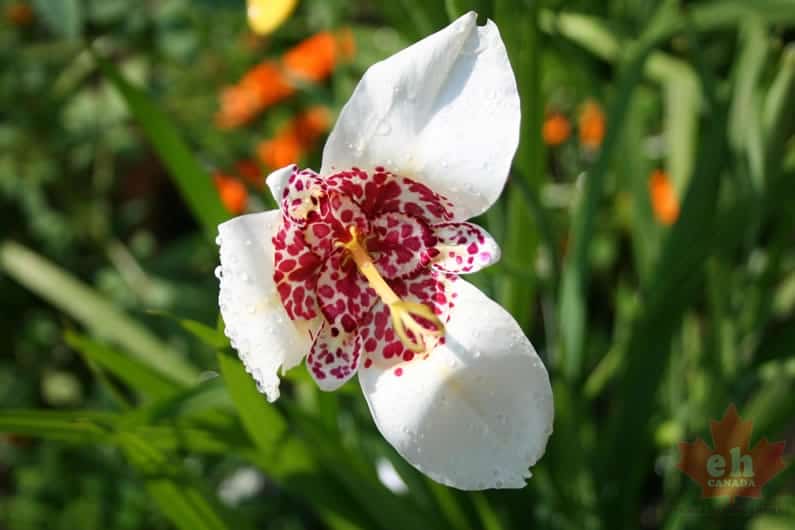 flowers-98