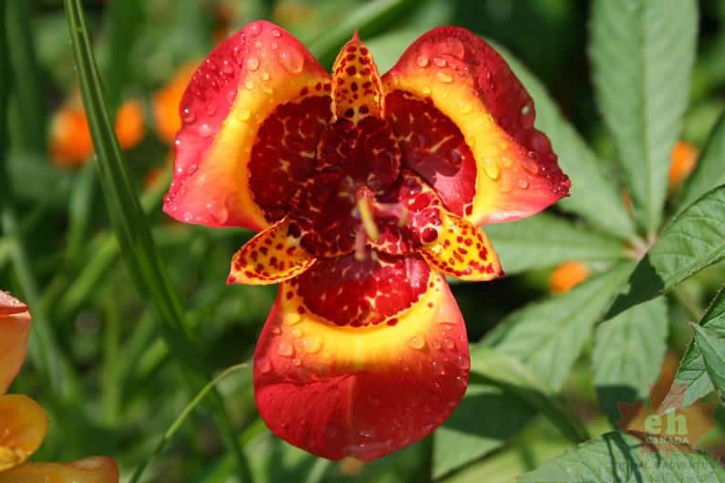flowers-99