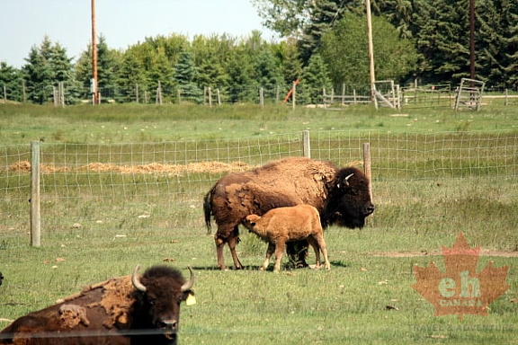 Buffalo in Lethbridge
