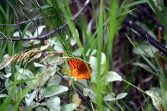 Orange in a Sea of Green