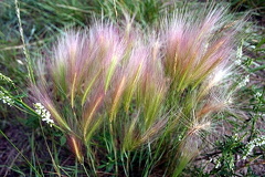 Spurs of Color