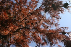 pine_beetle.jpg