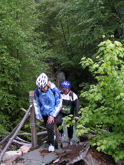 Tree Bridge