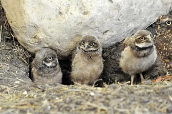 FortWhyte burrowing owls
